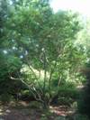 Chinese Fringe Tree